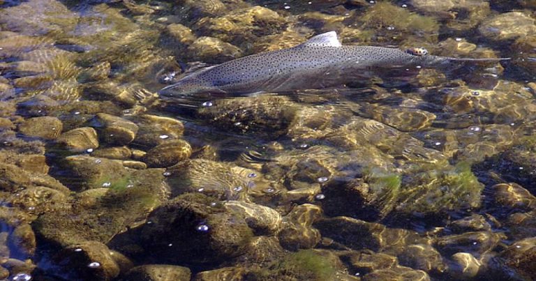 Southern California steelhead trout are declared endangered