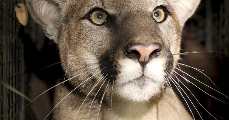 Baby mountain lion roaming Thousand Oaks? Officials say: It’s a cat