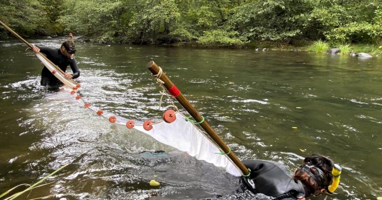 California bans salmon fishing on rivers for a second year