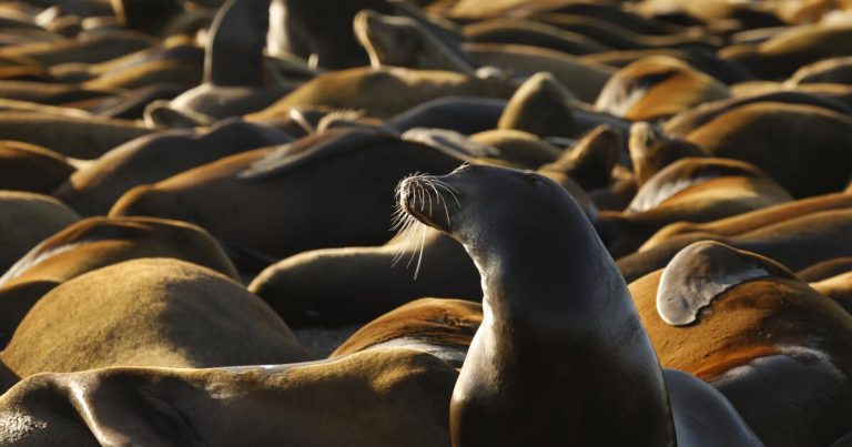 Dead baby sea lions along California coastal islands alarm researchers