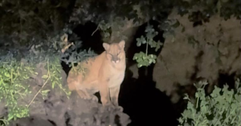 Unconfirmed sighting of mountain lion in Griffith Park recalls L.A.’s favorite big cat, P-22