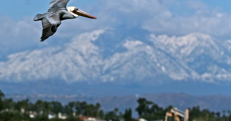 Scores of starving brown pelicans found on Southern California beaches