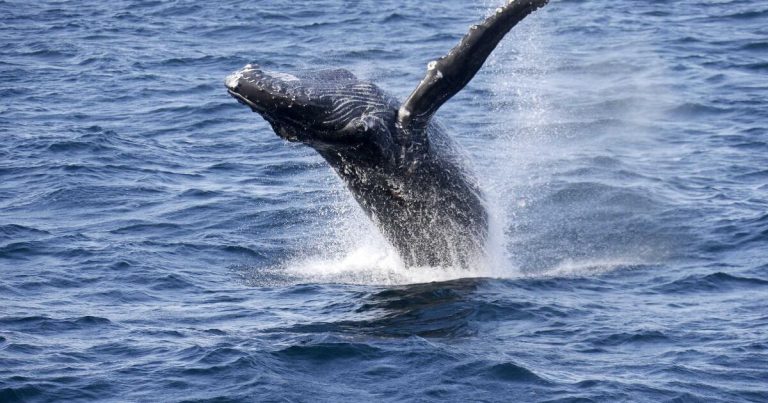 What did the ocean sound like before humans?