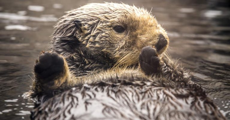 Rosa, Monterey Bay Aquarium’s oldest otter, dies at 24