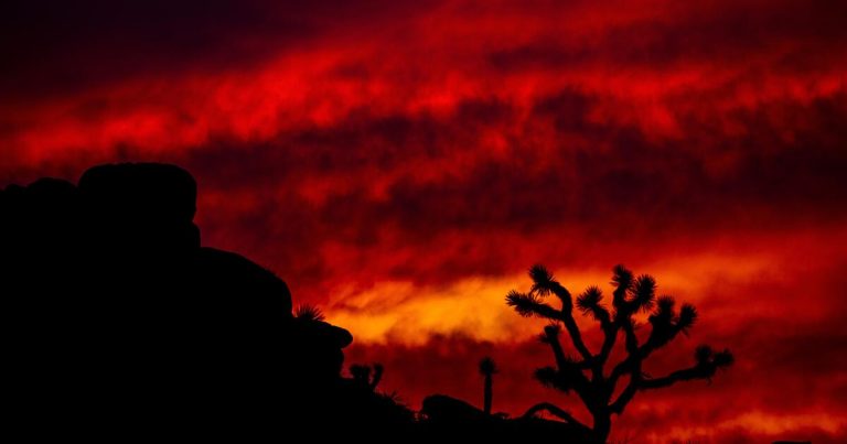 Inside California’s plan to conserve Joshua trees