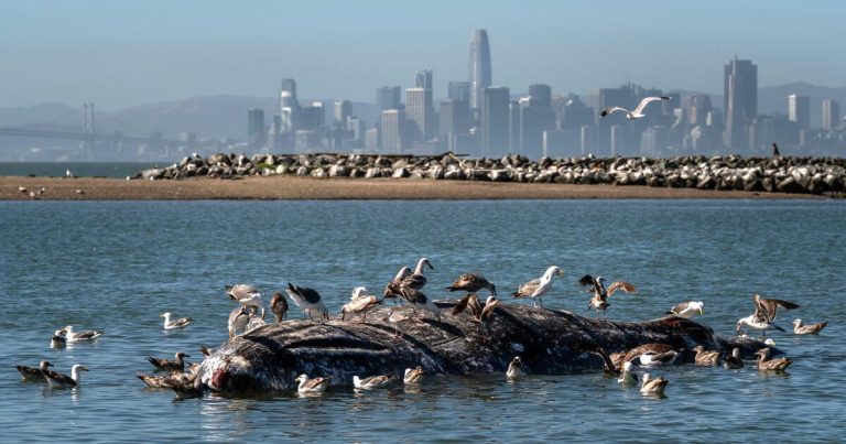 Why are gray whales and other marine life visiting San Francisco Bay?
