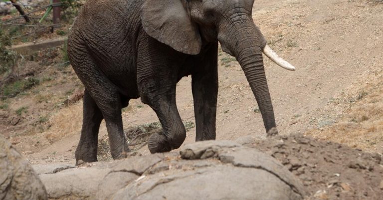 This California zoo is closing its elephant exhibit. Will more follow?