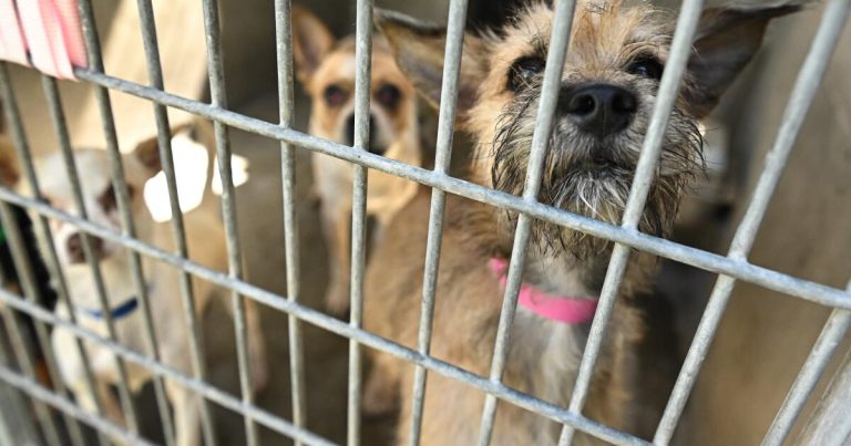 Top leadership in flux at troubled L.A. Animal Services department