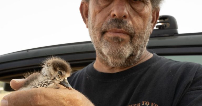 This Riverside County man is on a mission to save California’s abandoned ducks