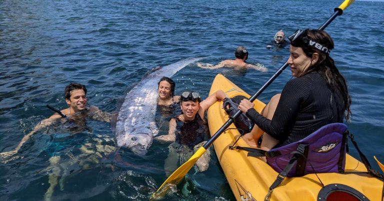 A rare 12-foot-long oarfish, or ‘doomsday fish,’ is found in San Diego