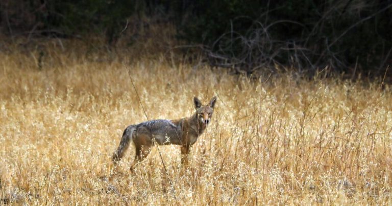 SoCal man kills coyote with kitchen knife, defends Chihuahua