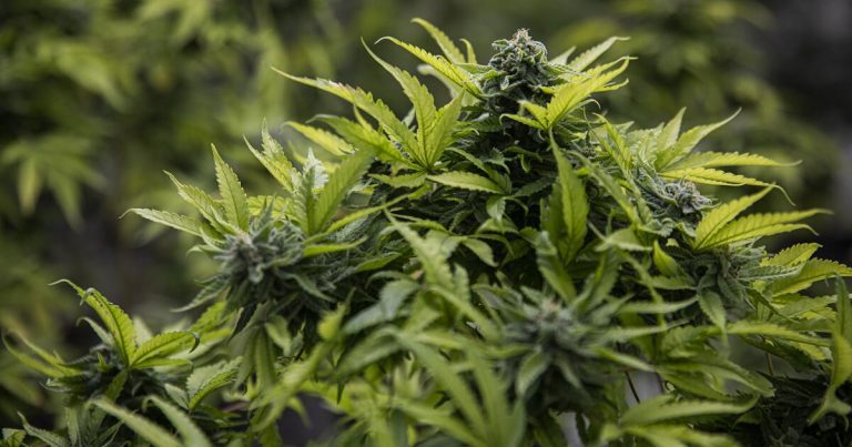 Sonoma dispensary owner gets grant via program he called anti-white