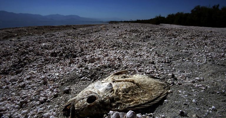 The Salton Sea is smellier than ever and worsening people’s asthma