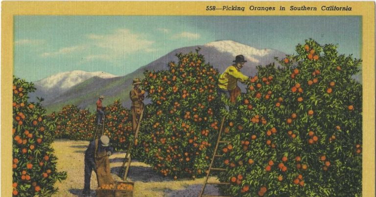 Where have Southern California’s orange groves gone?