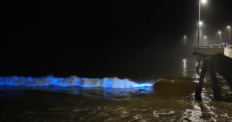 Why do L.A. beaches stink? About the red tides and when they will end