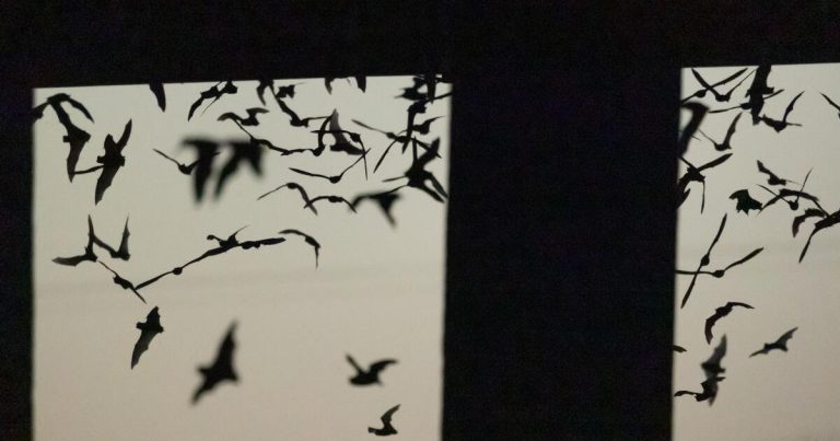 Bat is the prime suspect in ultra-rare human rabies fatality in Central California