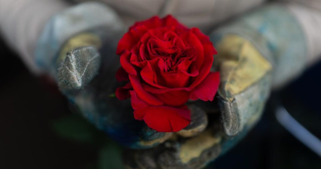 A rose’s journey from a Colombian farm to a parade float in Pasadena