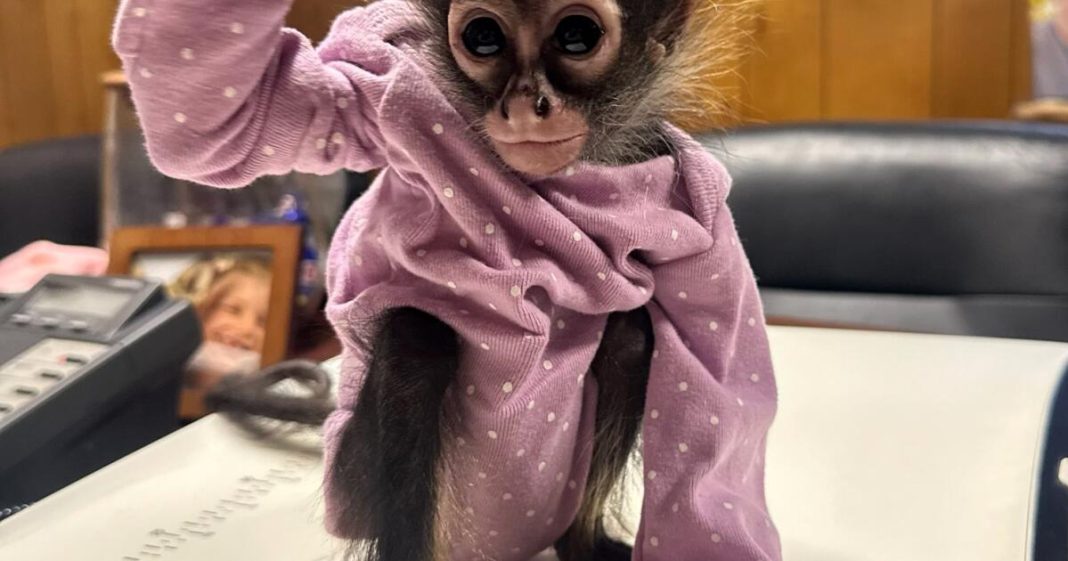 A Rolls-Royce, a monkey in a onesie and weed: CHP makes unusual stop