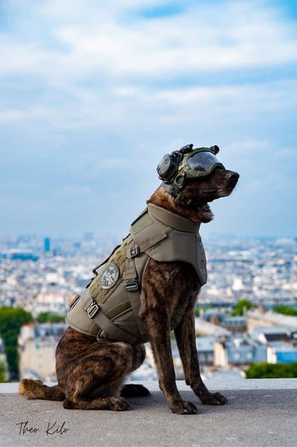 DARK SYSTEMS and PROJECT7 Armor Unite to Elevate K9 Tactical Protection Across Europe and Beyond
