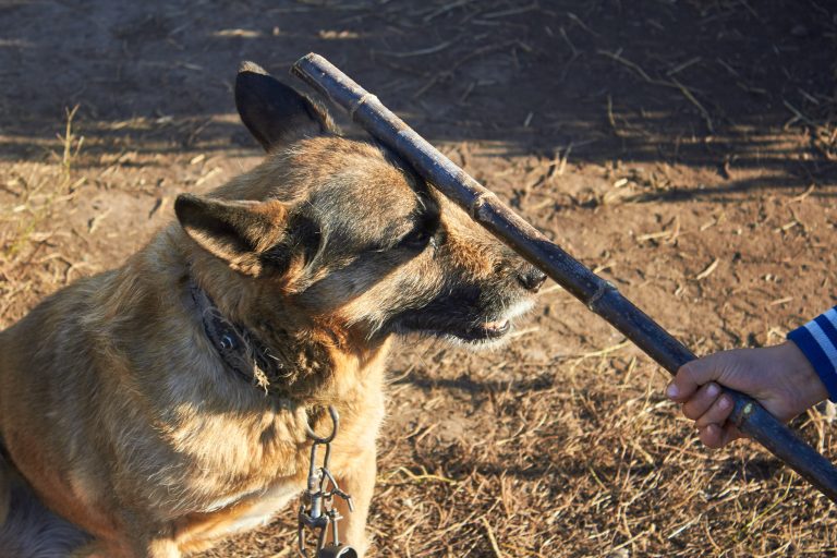 Woman Charged With Animal Cruelty After Dog Dies Inside Hot Car